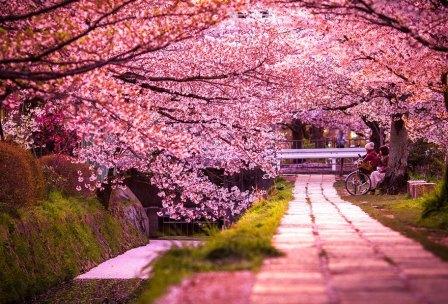 Цветение сакуры в 2016 году начнется позже